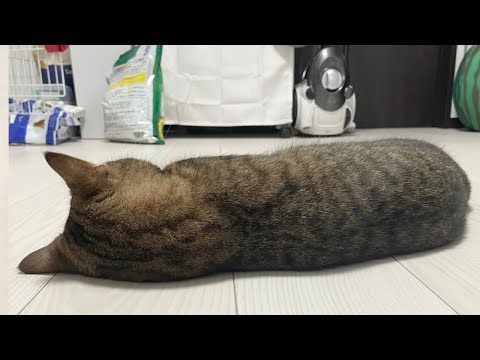 イタズラを繰り返してママに怒られぷんすか不貞腐れる猫(n回目) サムネイル