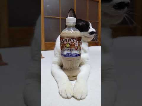 クラフトボス ミルクラテ　260331　のせ猫　 cat　 cute　 猫のいる暮らし　 ねこ　 ネコ　 猫　 猫のい… サムネイル