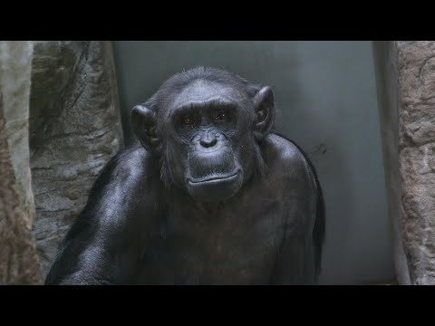 ２３歳だけど貫禄のナナコ　天王寺動物園　チンパンジー　2025012 サムネイル