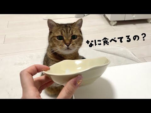 ママが猫を呼び寄せるおつまみを食べたらまんまと吸い寄せられた猫 サムネイル