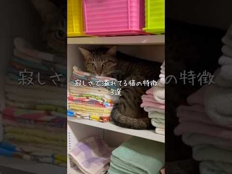 寂しさで溢れてる猫の特徴3選 猫 ねこ 猫のいる暮らし 保護猫 ねこ動画 猫好きさんと繋がりたい 猫動画 ねこのいる生… サムネイル