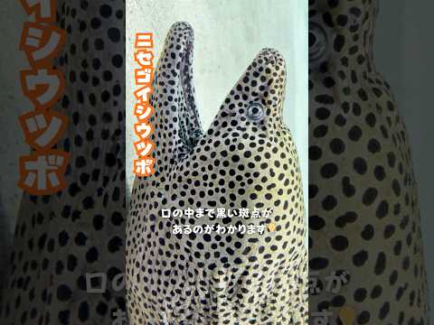 【ニセゴイシウツボ】どアップ！のニセゴイシウツボ【サンシャイン水族館】shorts 水族館