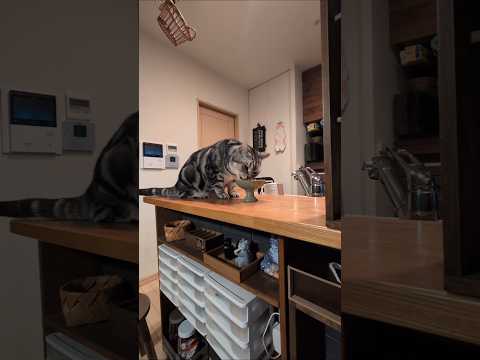 アメショーのラッテアメショアメリカンショートヘア 猫のいる暮らし 猫と暮らす家猫 サムネイル