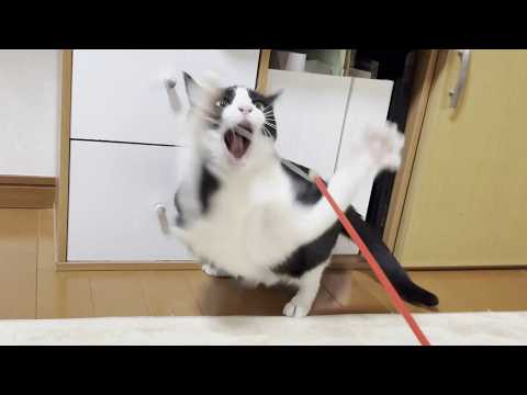 豪快すぎる母猫に圧倒される気弱な太目の猫 サムネイル