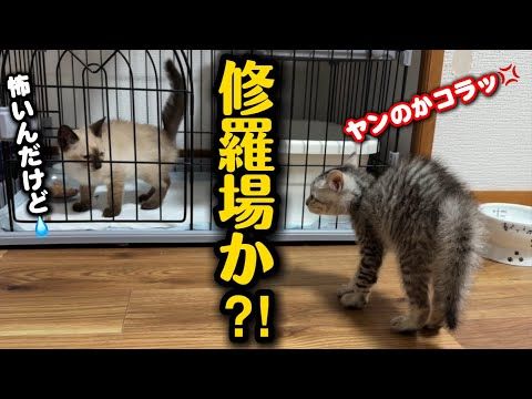 子猫を保護したら子猫が大変な事になりました