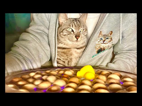 99%が5分で眠くなる｜猫×水の音ASMR Deep Relax ASMR｜Cat Purring & Wooden…