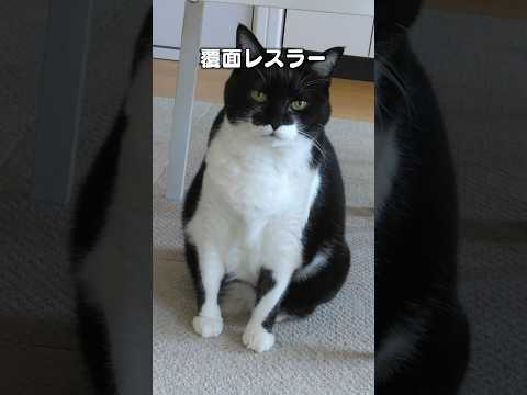 「覆面ねこレスラー」猫あるある|フルはApple Musicほか音楽アプリへ