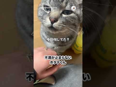他の猫を触った主｜PECO サムネイル