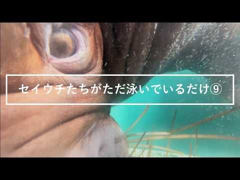 セイウチたちがただ泳いでいるだけ⑨ サムネイル