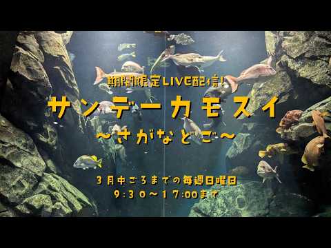 最終回！期間限定LIVE配信！ サンデーカモスイ ～さがなどご～ サムネイル