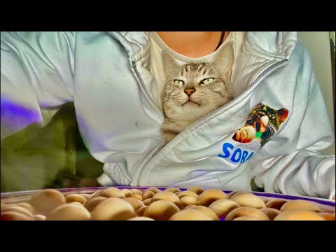 朝9時｜99%眠くなる😴 Cat ASMR Wood Balls 🐱 Live from Japan サムネイル