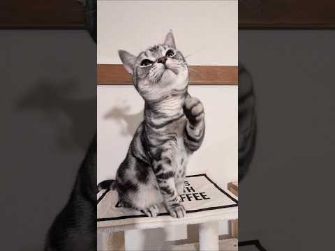 アメショーのラッテ アメショ アメリカンショートヘア 猫と暮らす家猫との暮らし猫 サムネイル