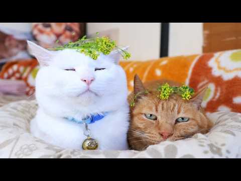 いぬなずな　のせ猫　2026　260511 サムネイル