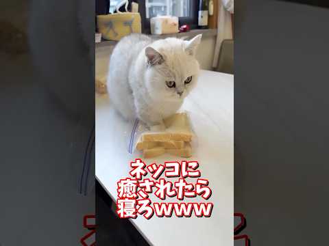 ネッコの動画で癒されたら寝ろｗｗｗ　2ch  動物  猫 癒やし ねこ動画 サムネイル