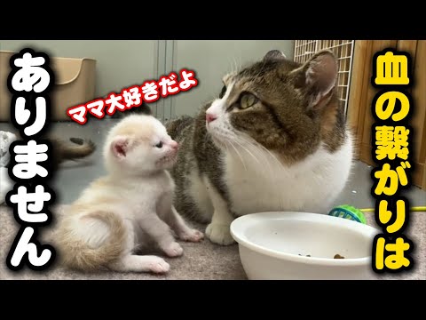 養子縁組した猫の親子…血縁はないけどママが大好き サムネイル