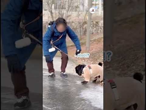 巻き込まれたパグ｜PECO サムネイル