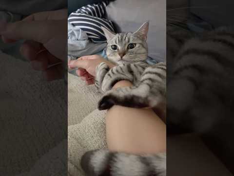 可愛すぎるマンチカンの子猫を迎えた結果...!! cat 猫
