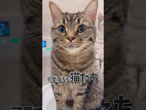 パパをお出迎えする猫たちが可愛すぎて無理www cat 猫 サムネイル
