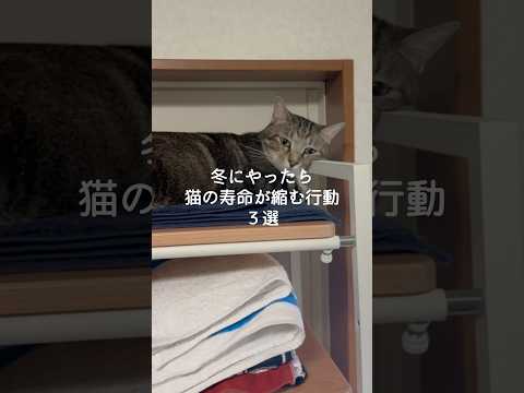 冬にやったら猫の寿命が縮む行動3選 猫 ねこ 猫好きさんと繋がりたい 猫動画 ねこのいる生活 保護猫 雑学 豆知識 V… サムネイル