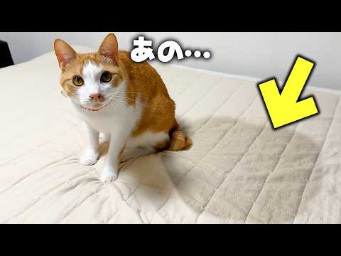 起きたらベッドに特大の”おねしょ”がされていました…。 サムネイル