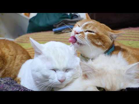 しらたまをぺろぺろぼー　260417