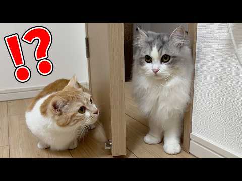 久しぶりに会った子猫が巨大化していた結果…ゲスト猫がこうなりましたw サムネイル