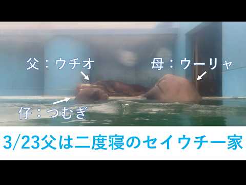 3/23朝のセイウチ一家 サムネイル