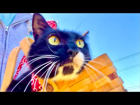 猫と山菜探しに行ったらマジでトラウマになりかけた。。。 サムネイル