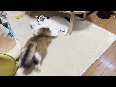 タプタプに突進するモフモフ猫 サムネイル