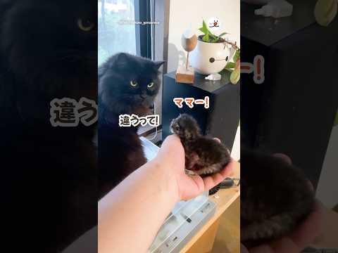 先住猫と子猫が初対面したら…｜PECO サムネイル