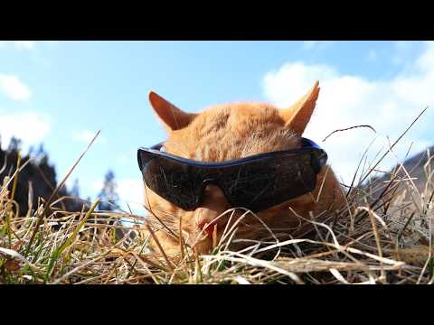 麦茶サングラス　cat sunglasses　260430 サムネイル