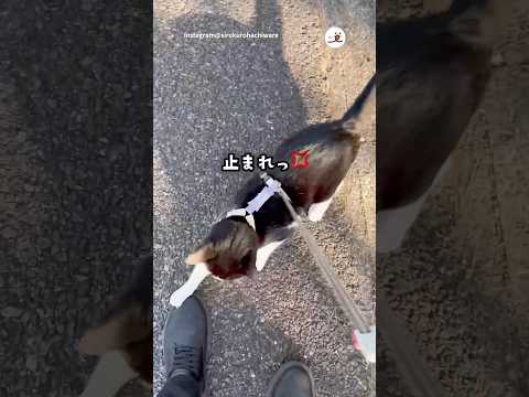 帰るの禁止ね🐱｜PECO