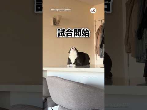 猫しかわからない遊び｜PECO サムネイル