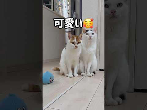 ママの近くが好きな男子チームが可愛すぎる！ shorts サムネイル