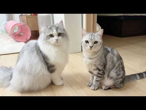 超巨大な子猫がゲスト猫とお友達になろうとした結果… サムネイル