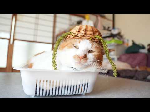 胡桃の花　のせ猫 Walnut flower　2026　260605 サムネイル