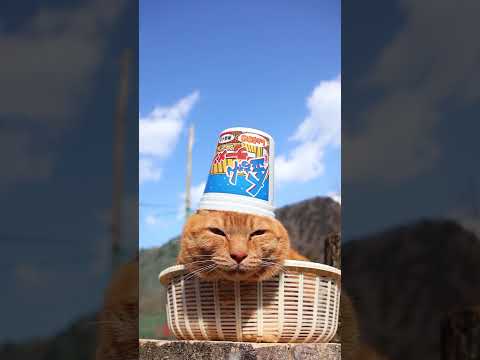 金ちゃんラーメンカップしょうゆ味　260425　のせ猫　 cat 金ちゃん 猫　　 カップヌードル ねこ 茶トラ　 猫… サムネイル