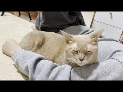 どっちも楽しそうに遊ぶ息子と猫 サムネイル