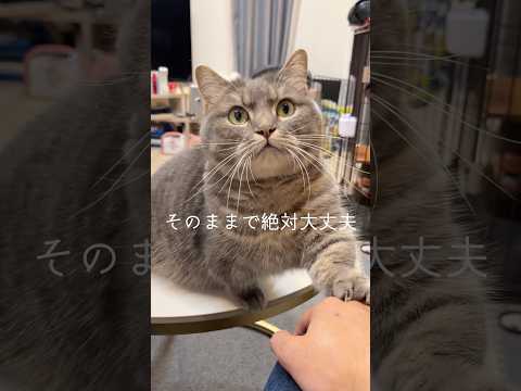ホンマは限界きてんやろ？shorts 癒し 頑張ってる人に届け サムネイル