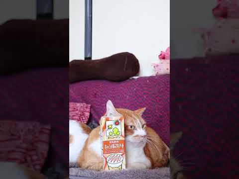 キッコーマン 豆乳飲料 キャラメルマキアート　260601　 cat 三毛猫 cute　 豆乳飲料 cutecat ネ… サムネイル