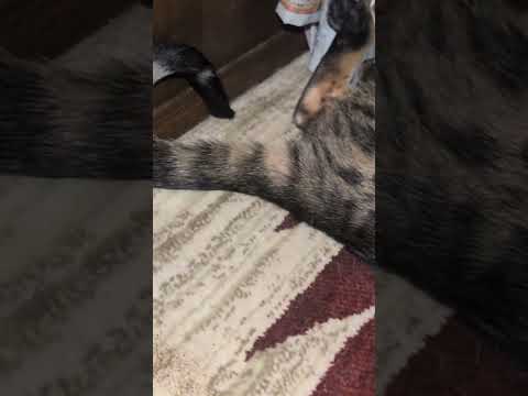 ベンガル猫shortsfunny catミャク子ベンガル猫 サムネイル
