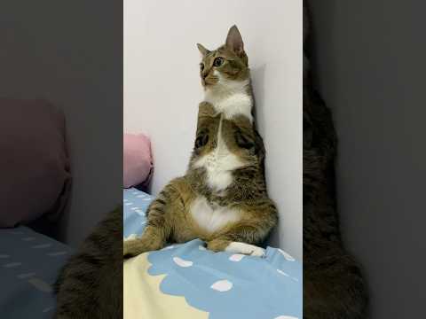 Baby dino2026🐱🦖