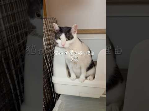 猫が幸運を招く理由3選 猫 ねこ 猫のいる暮らし 猫動画 猫好きさんと繋がりたい 保護猫 猫のいる生活 雑学 豆知識… サムネイル