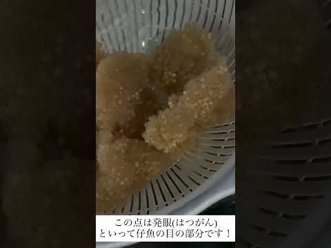 ホテイウオの卵 サムネイル