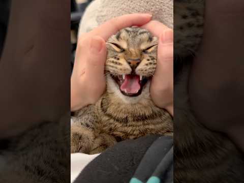 鳴き声がポケモンすぎる猫がカワイイwww cat 猫