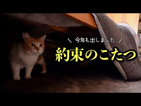 野良猫と交わした小さな約束‥今年も「あのこたつ」が戻ってきた！ サムネイル
