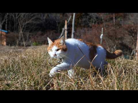 ちろさんぽ　260318 サムネイル