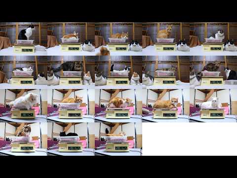 18匹の猫たちの体重測定　26年2月　260222 サムネイル