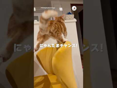 そこに「にゃんたま」があったから…｜PECO サムネイル
