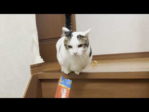 豆大福のダイエット企画「ニンジン大作戦」で猫に翻弄されるお母さん サムネイル